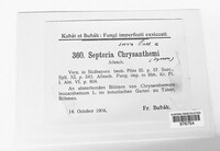 Septoria chrysanthemella image